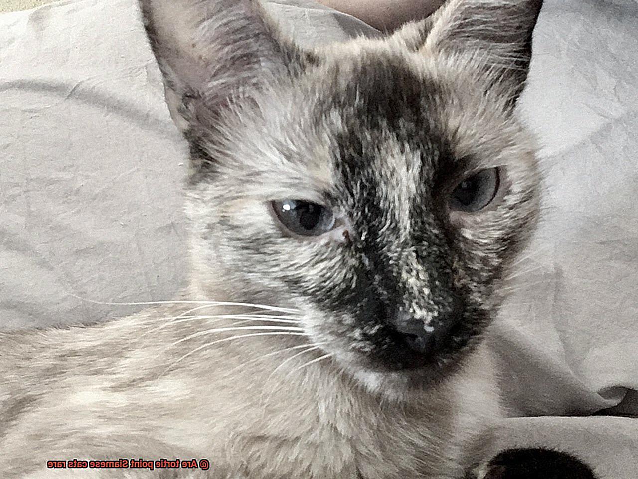 Are tortie point Siamese cats rare-3