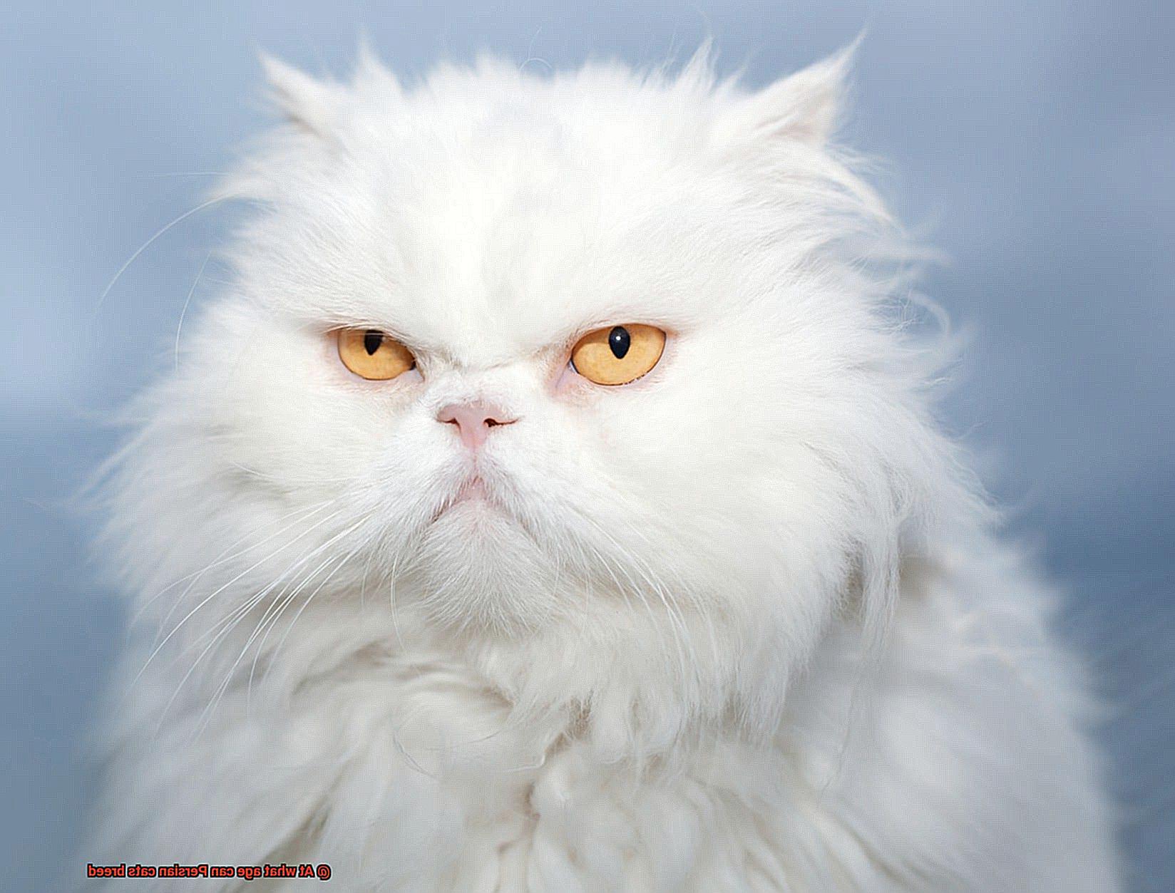 At what age can Persian cats breed-4