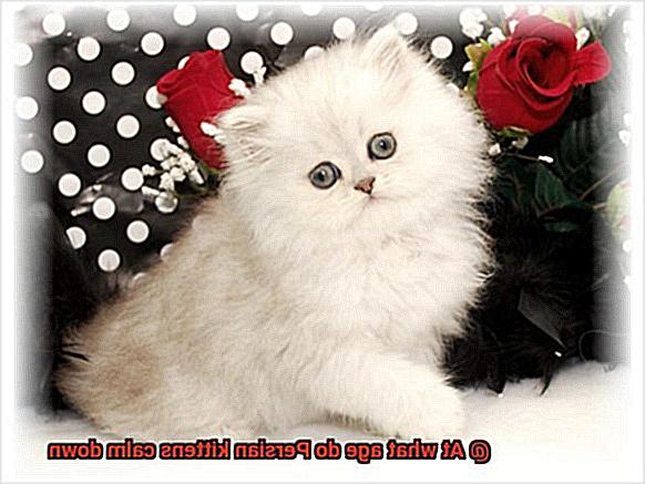 At what age do Persian kittens calm down-7