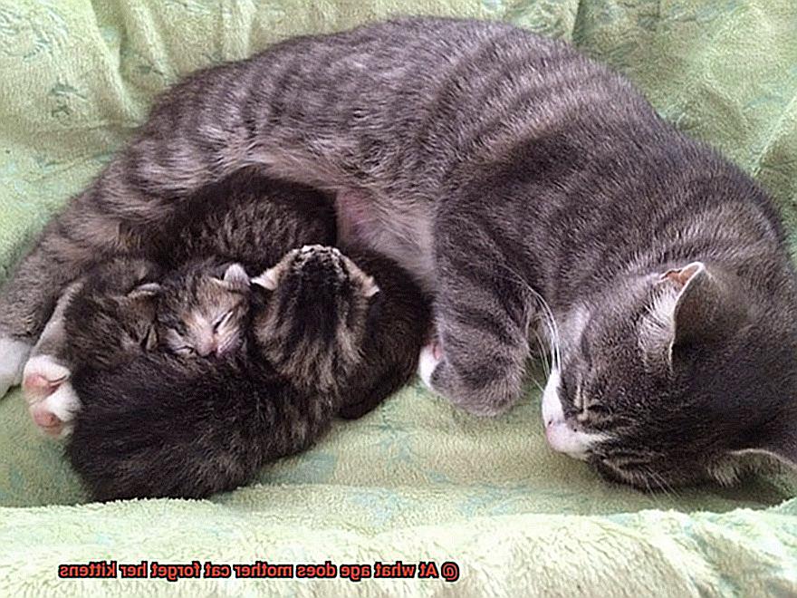 At what age does mother cat forget her kittens-3