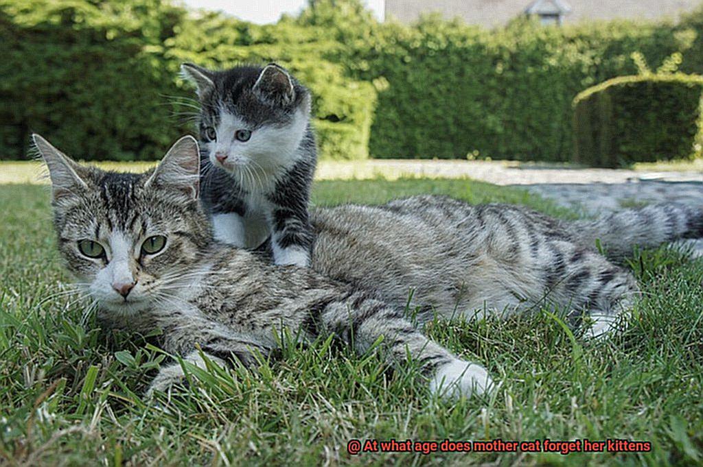 At what age does mother cat forget her kittens-7