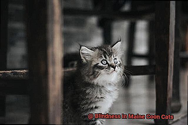 Blindness In Maine Coon Cats-3