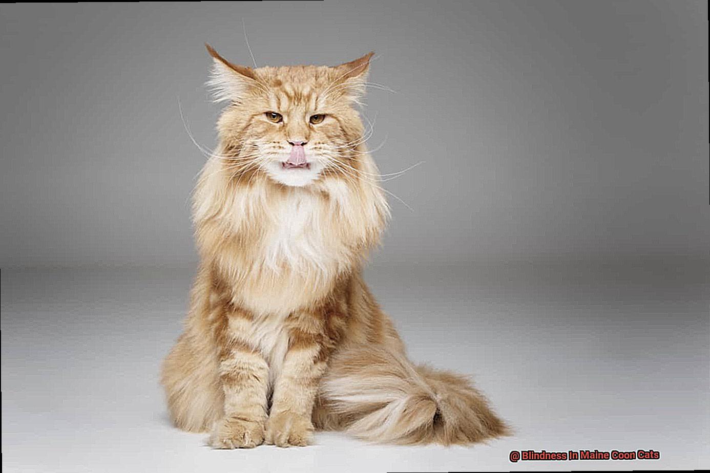 Blindness In Maine Coon Cats-7
