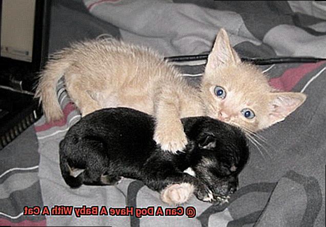Can A Dog Have A Baby With A Cat-3