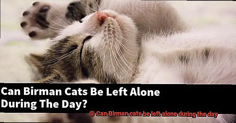 Can Birman cats be left alone during the day-3