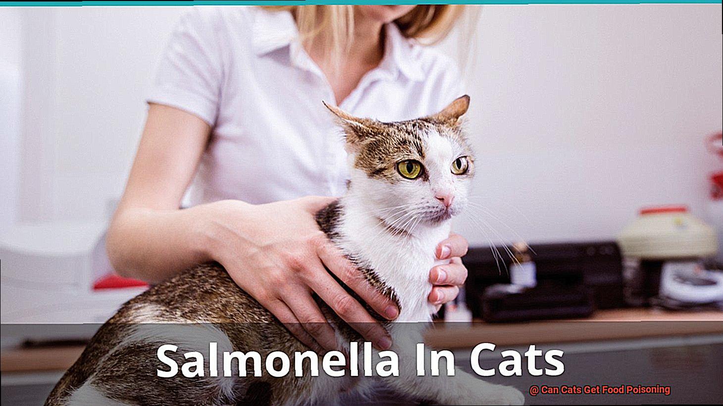 Can Cats Get Food Poisoning-2