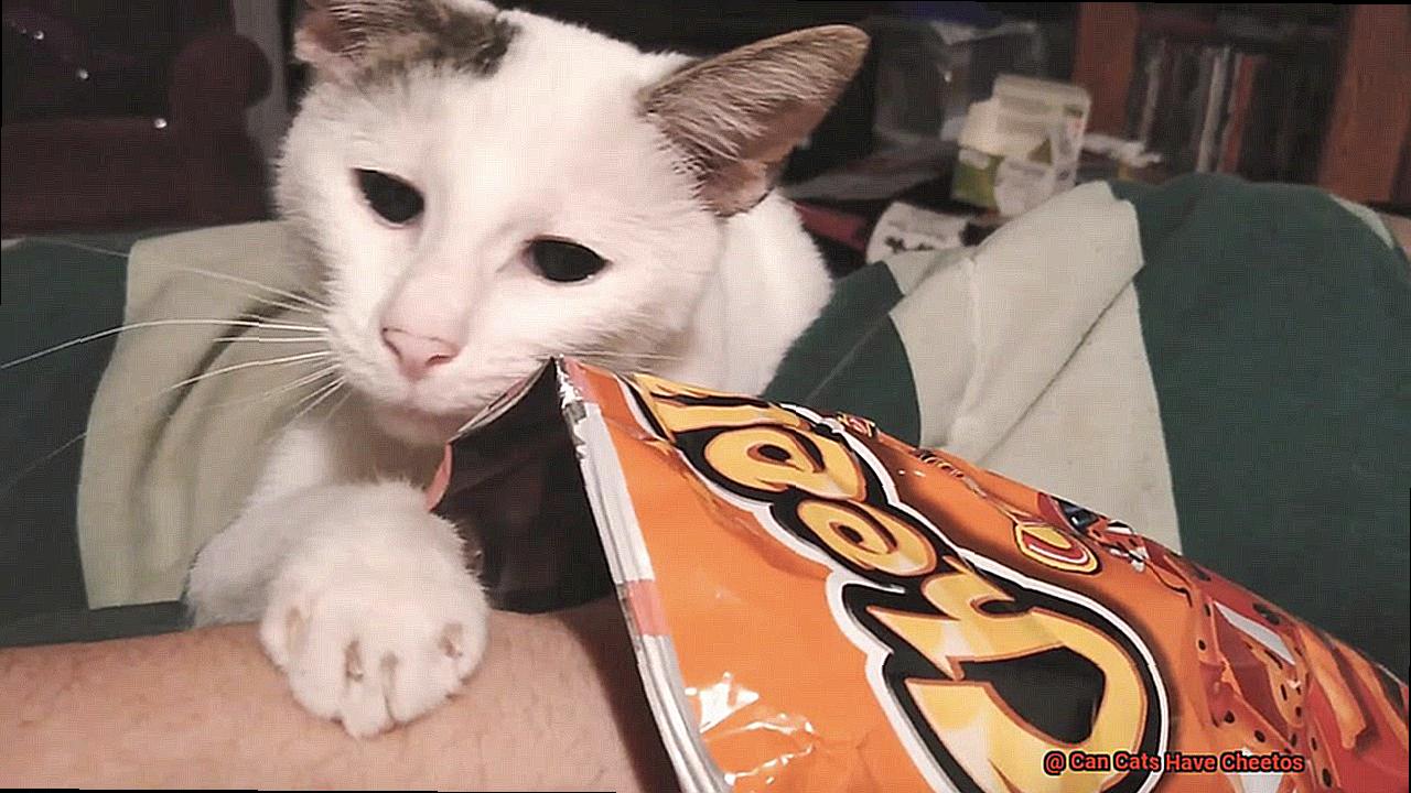 Can Cats Have Cheetos-5