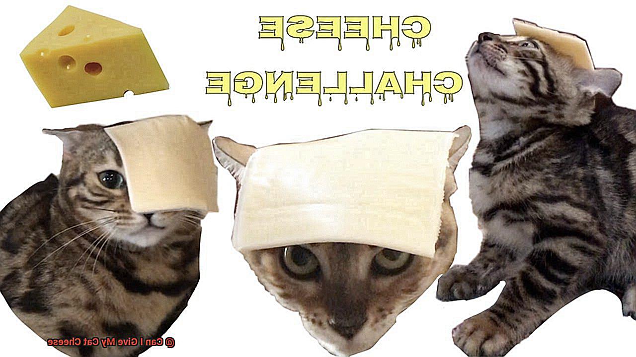 Can I Give My Cat Cheese-3