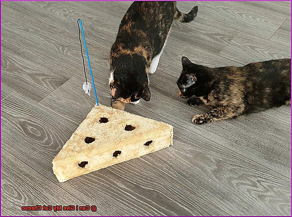 Can I Give My Cat Cheese-2