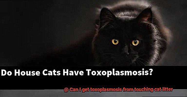 Can I get toxoplasmosis from touching cat litter-4