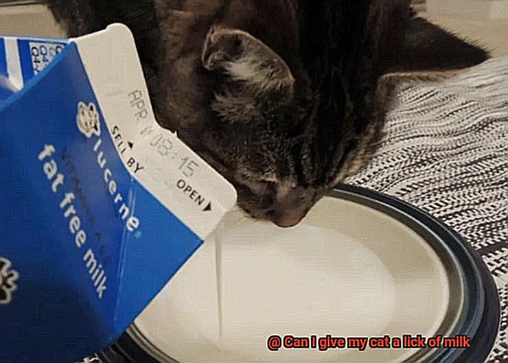 Can I give my cat a lick of milk-4