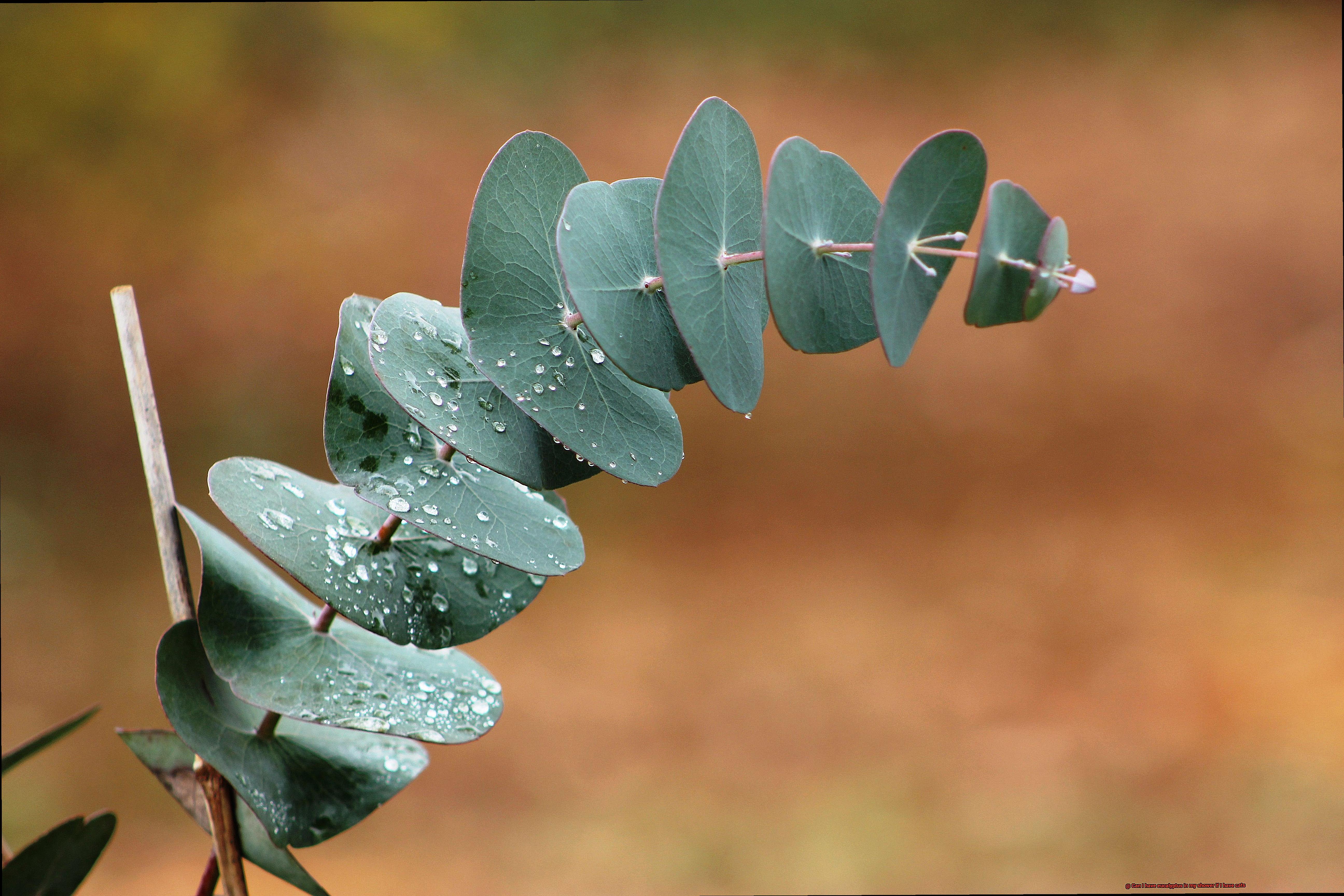 Can I have eucalyptus in my shower if I have cats-3