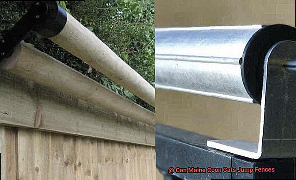 Can Maine Coon Cats Jump Fences-5