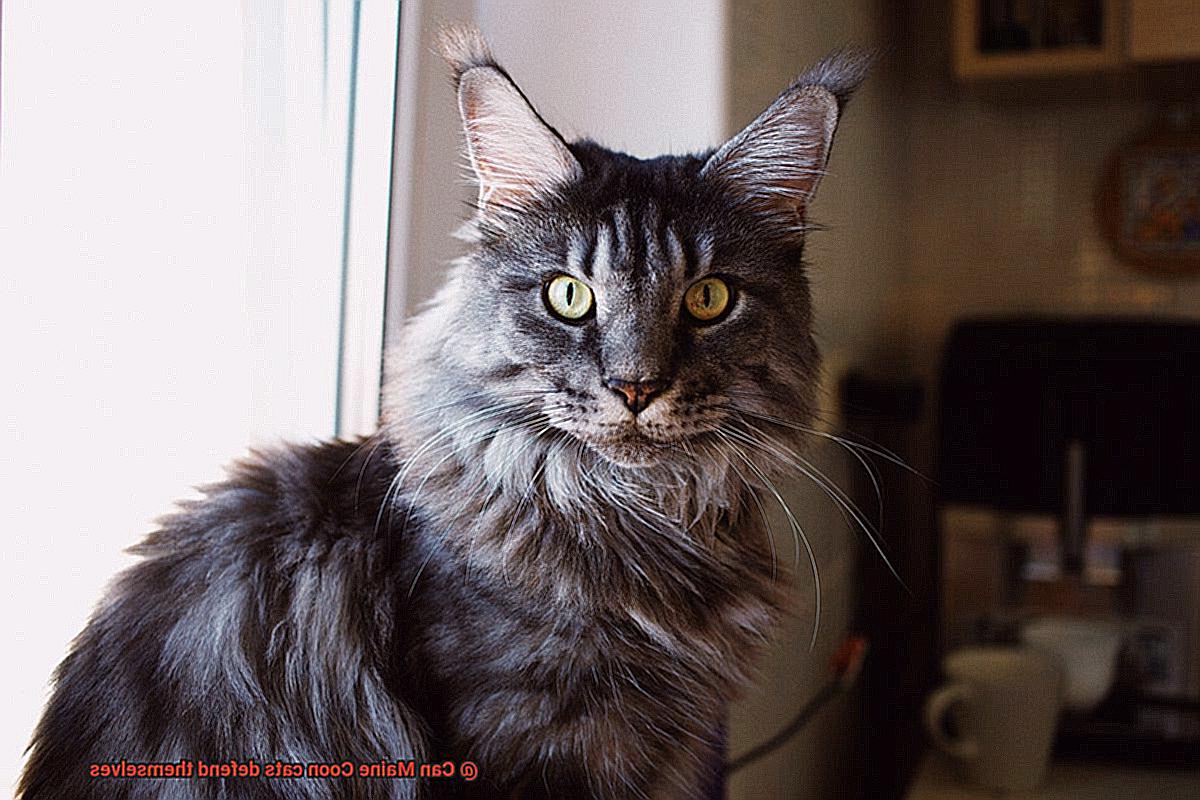 Can Maine Coon cats defend themselves?