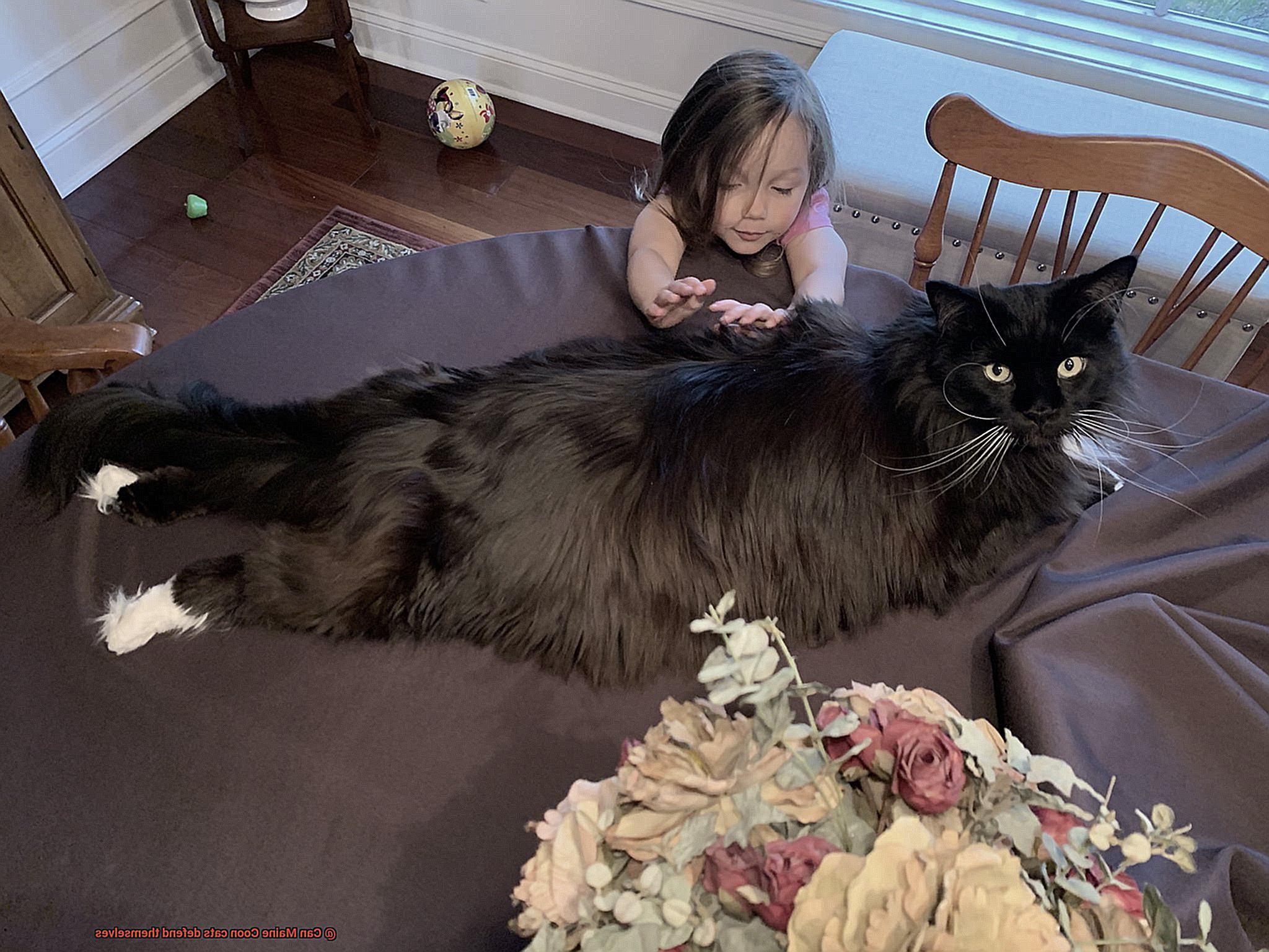 Can Maine Coon cats defend themselves-2
