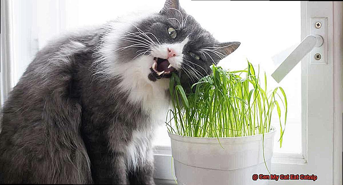 Can My Cat Eat Catnip-4