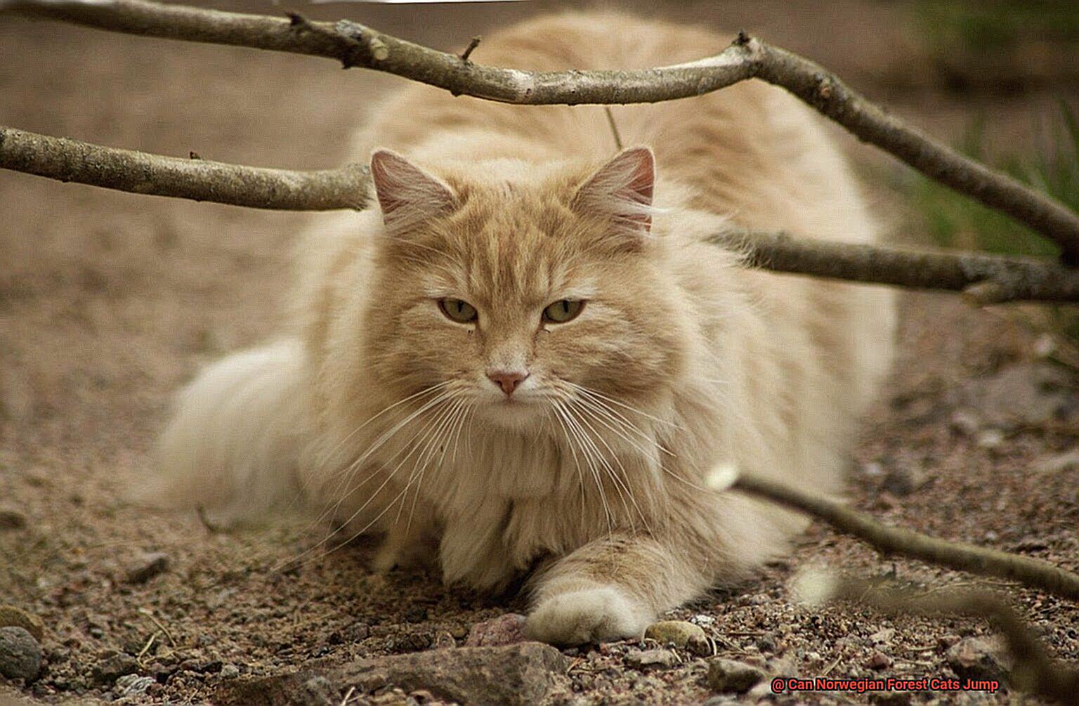 Can Norwegian Forest Cats Jump-4