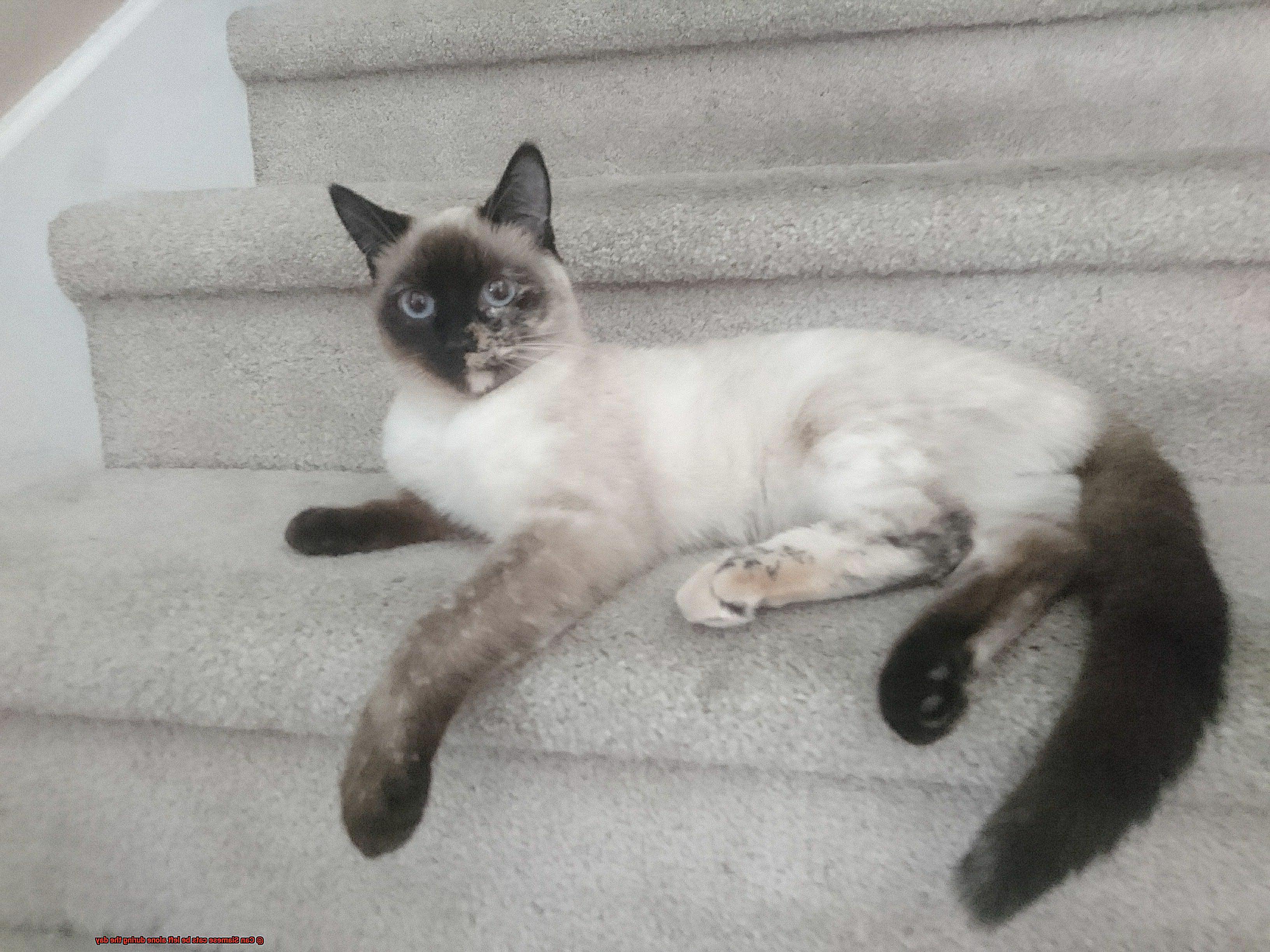 Can Siamese Cats Be Left Alone During The Day 21Cats