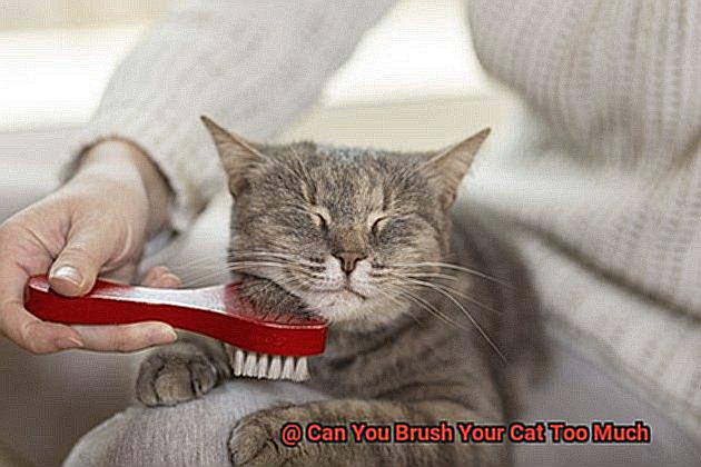 Can You Brush Your Cat Too Much-3