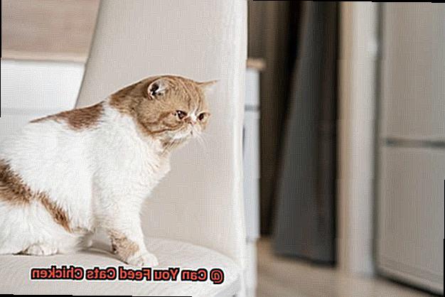 Can You Feed Cats Chicken-5