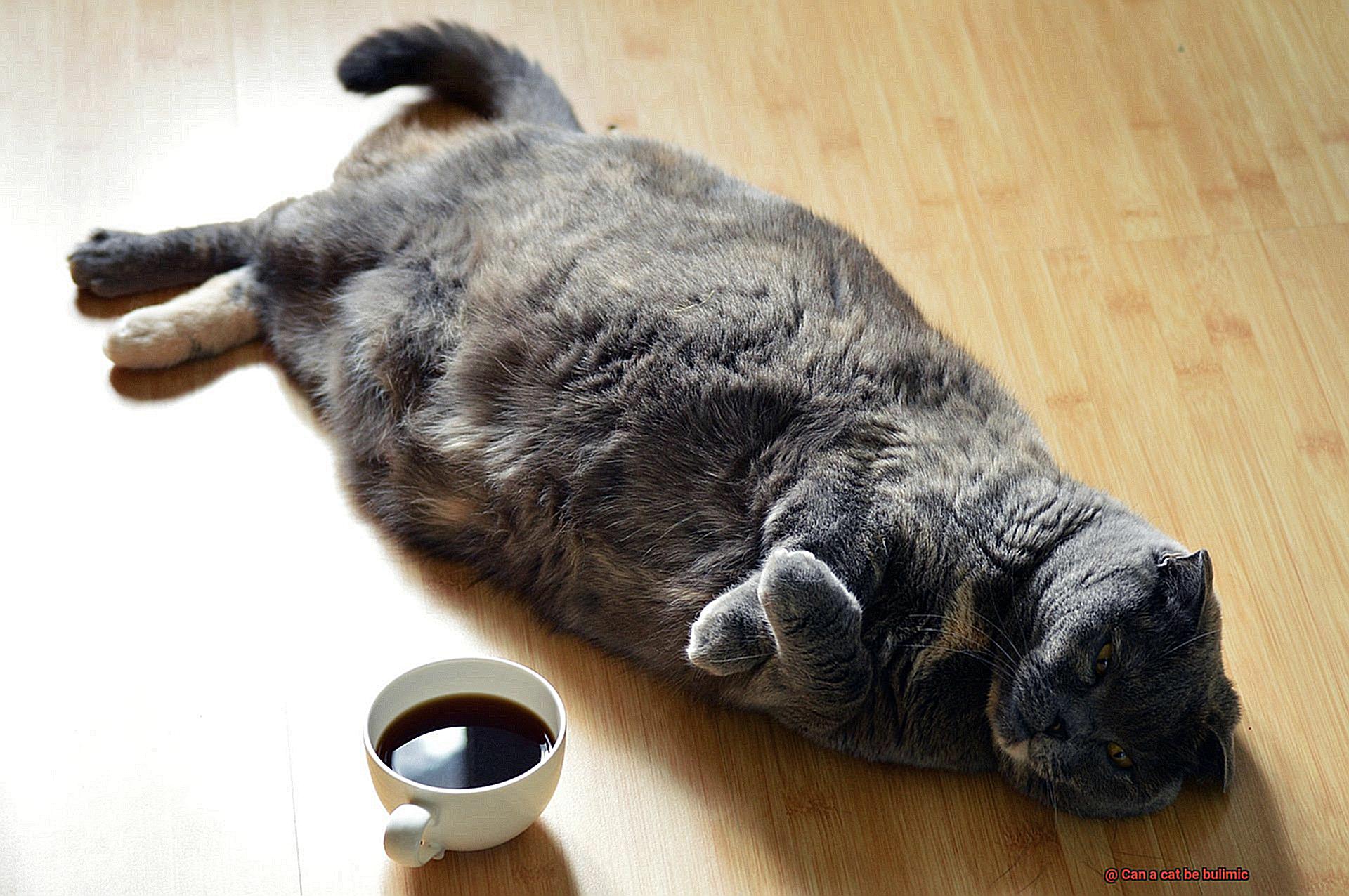 Can a cat be bulimic-6