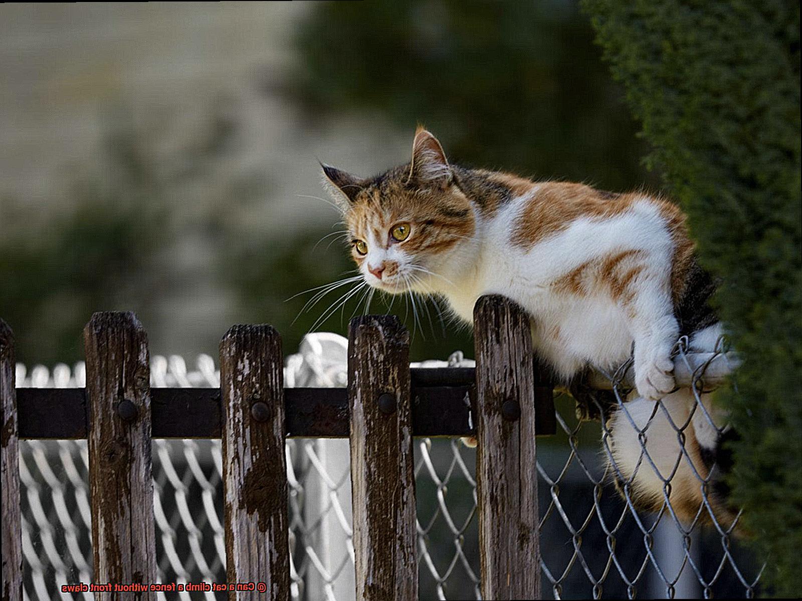 Can a cat climb a fence without front claws-3