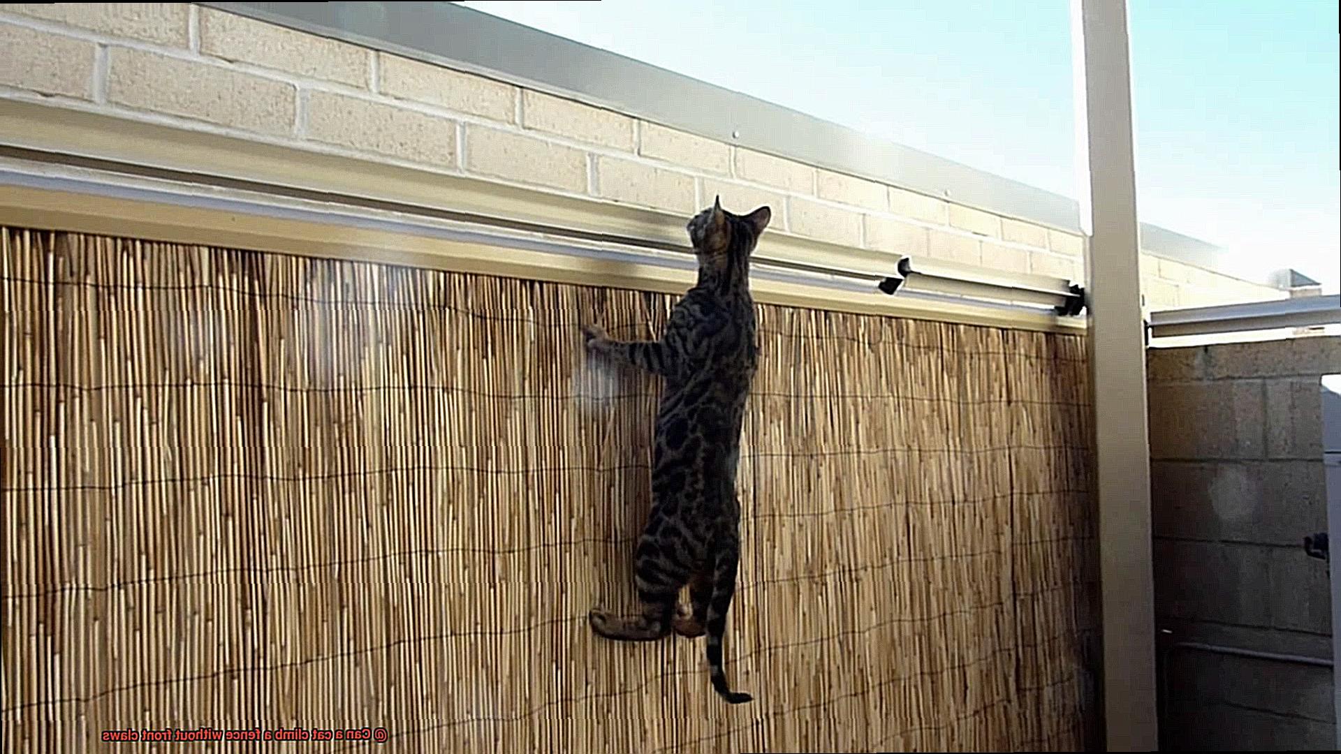 Can a cat climb a fence without front claws-7
