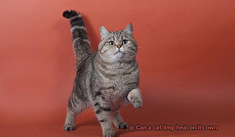 Can a cat limp heal on its own-3