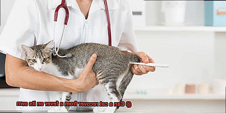 Can a cat recover from a fever on its own-2