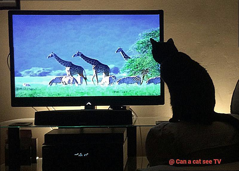 Can a cat see TV-5