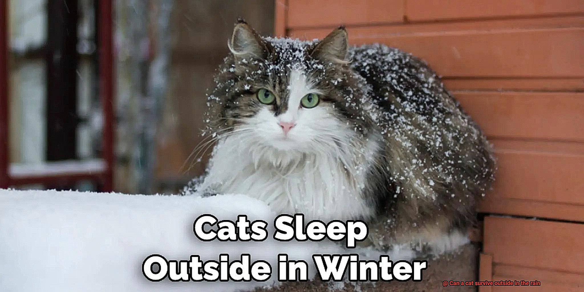 Can a cat survive outside in the rain-2