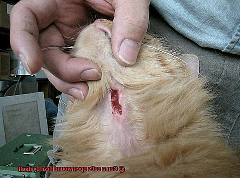 Can a cat's open wound heal by itself-2