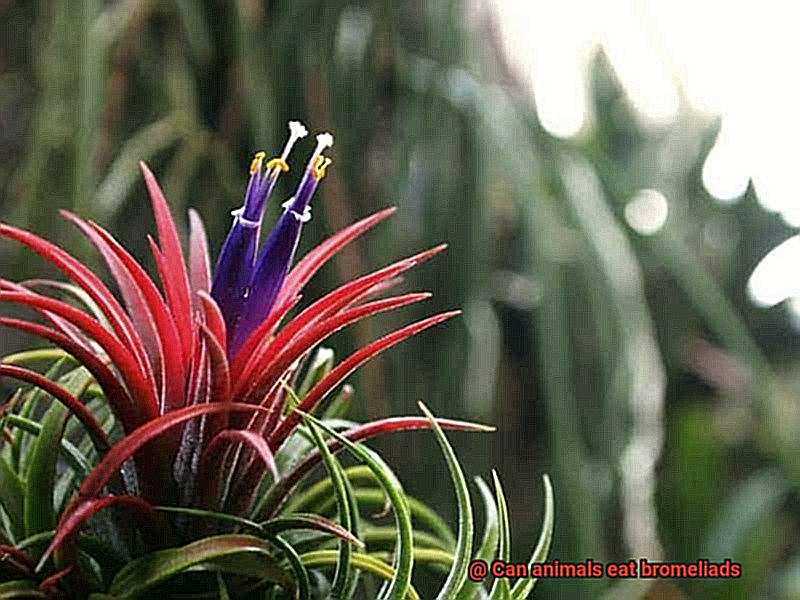 Can animals eat bromeliads-4