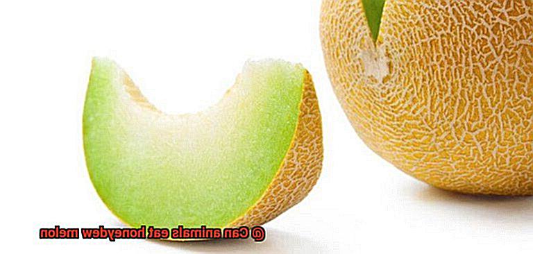 Can animals eat honeydew melon-5