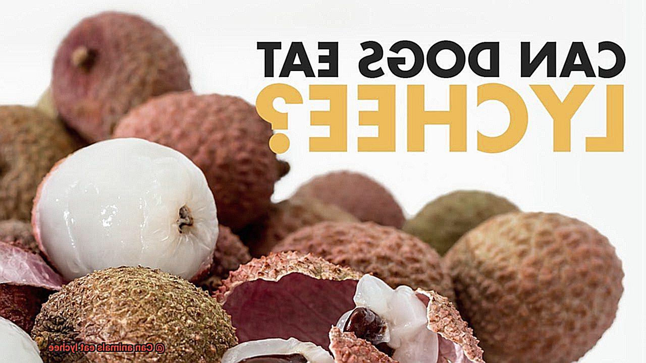 Can animals eat lychee-3
