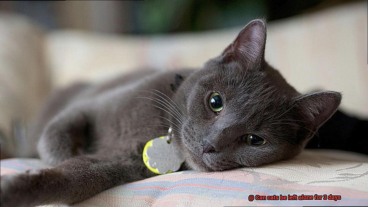 Can cats be left alone for 3 days-2