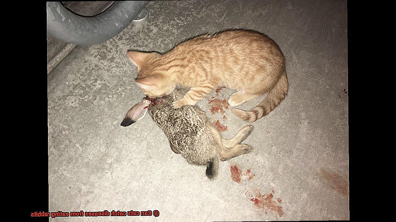 Can cats catch diseases from eating rabbits-2