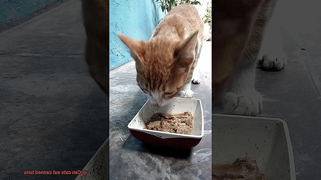 Can cats eat canned tuna-2