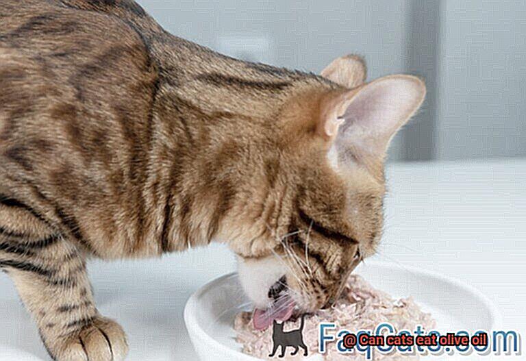 Can cats eat olive oil-6