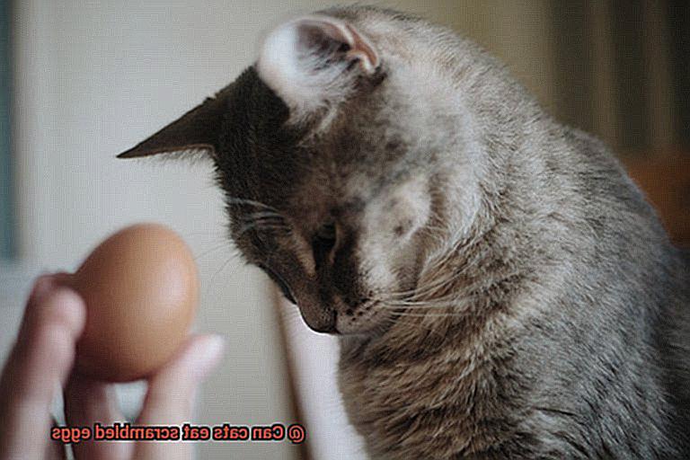 Can cats eat scrambled eggs-3