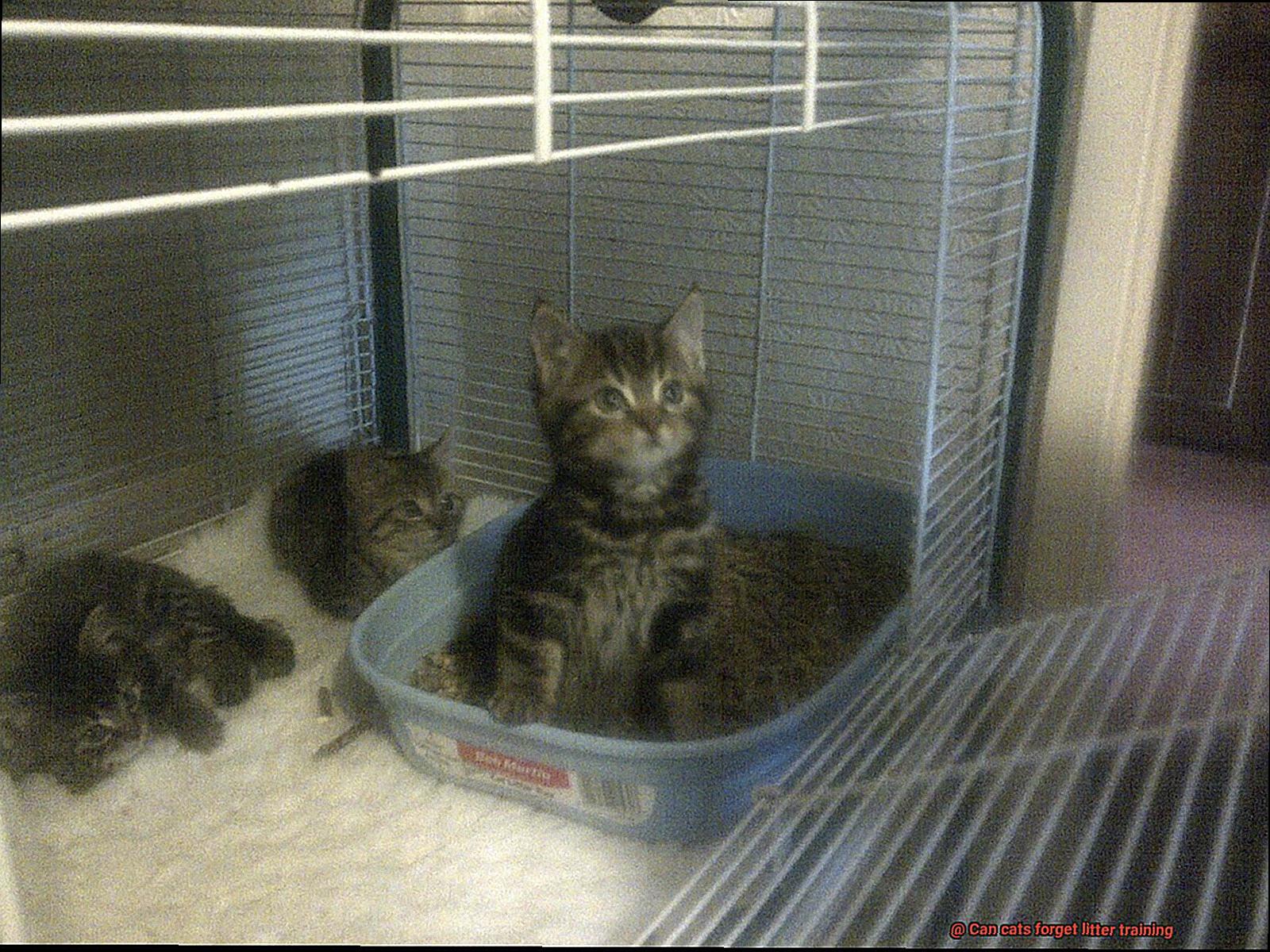 Can cats forget litter training-4