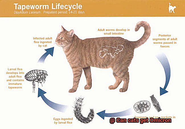 Can cats get Omicron-3