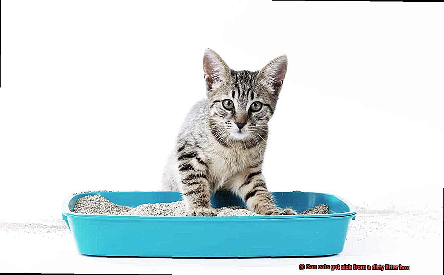 Can cats get sick from a dirty litter box-2