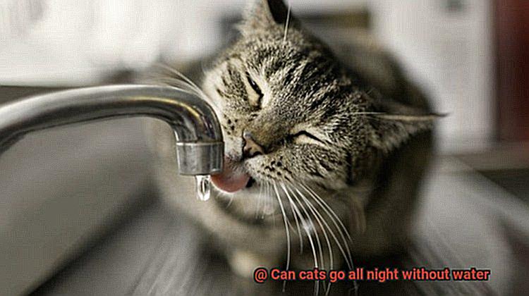 Can cats go all night without water-2