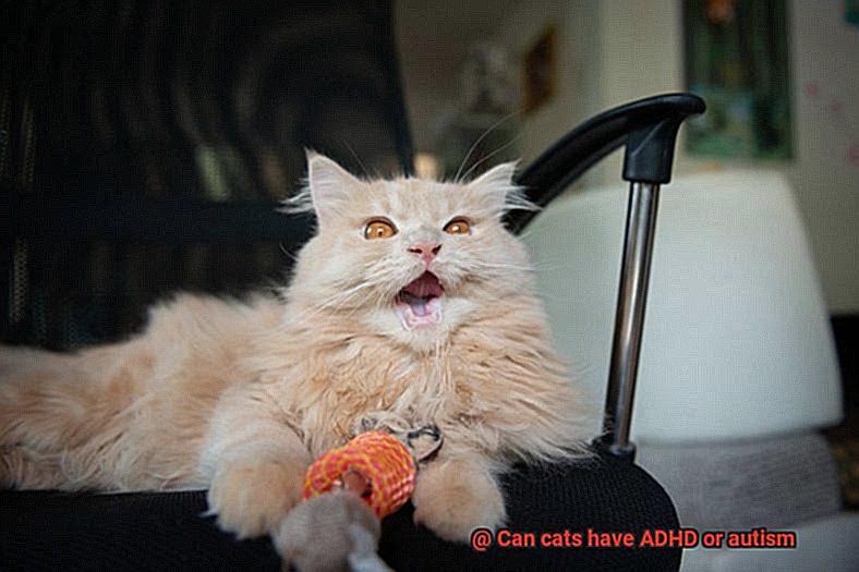 Can cats have ADHD or autism-2