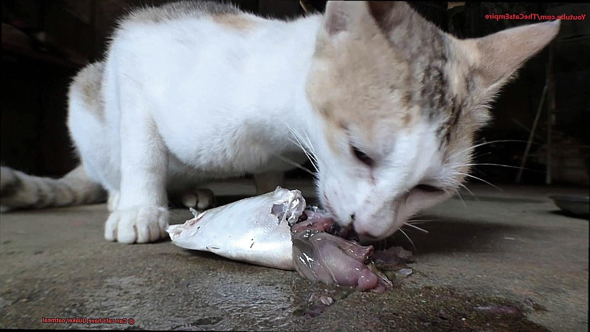 Can cats have Quaker oatmeal-3