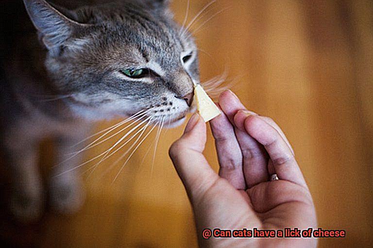 Can cats have a lick of cheese-4