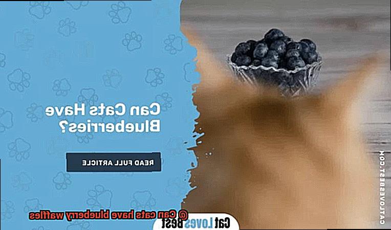 Can cats have blueberry waffles-2