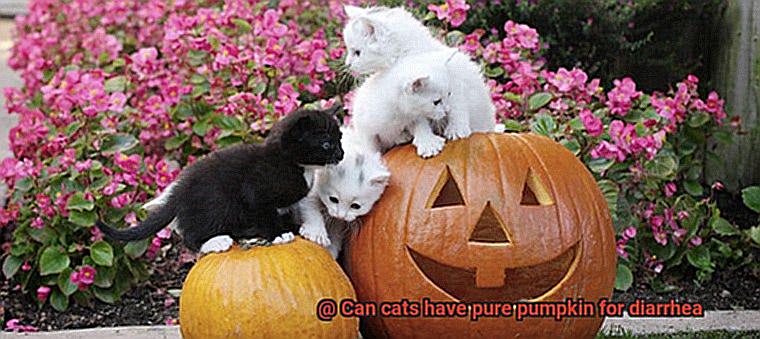 Can cats have pure pumpkin for diarrhea-4