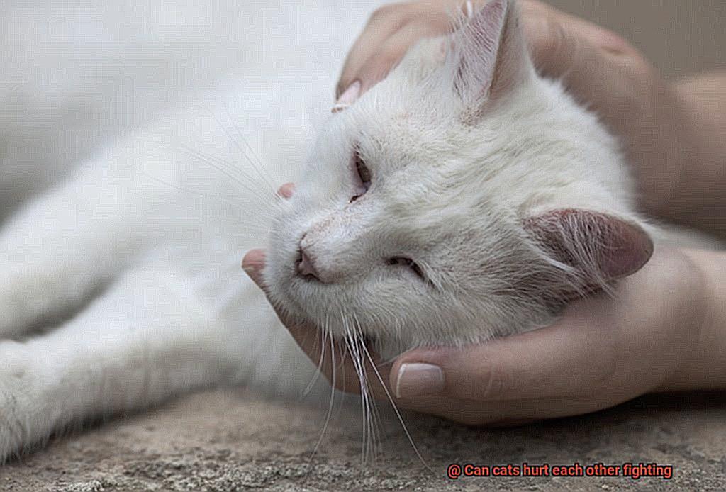 Can cats hurt each other fighting-2